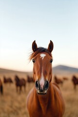 Fototapeta premium Majestic horse gazing directly, surrounded by golden grass and d