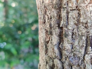 close up of tree bark