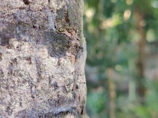 close up of tree bark