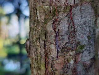 close up of tree bark