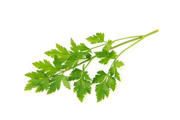 Fresh parsley leaves on white background