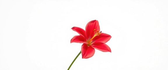 Obraz premium Single vibrant bloom, petals unfurled, pristine white backdrop, perfect, background