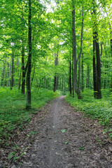 Fototapeta premium a path is in the green forest