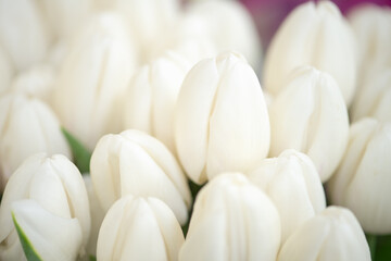 Beautiful white tulips flowerbed closeup. Flower background.