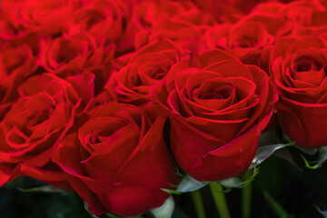 Red roses natural floral background close up