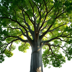 Obraz premium Majestic Tree Reaching Skyward