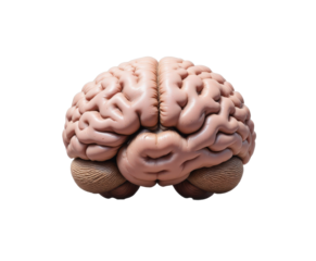 Detailed 3D Model of Human Brain with Transparent Background