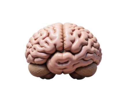 Detailed 3D Model of Human Brain with Transparent Background
