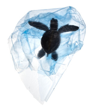 Photo of a baby sea turtle trapped in a blue plastic bag. This is probably an image that no one wants to see, which clearly reflects the problem of plastic pollution in the ocean. PNG file.