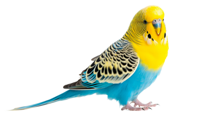 Portrait of budgerigar isolated on white or transparent background png.
