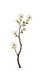 Obraz premium Elegant Branch with White Flowers on Transparent Background