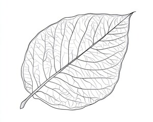 Detailed leaf vein illustration, white background, botanical art, nature design
