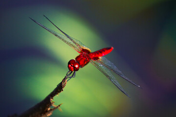 red dragonfly on a leaf