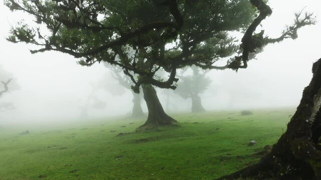 Scenic foggy view in Fanal forest in Madeira island, Portugal