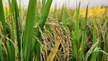 Close-Up of Ripening Rice Grains