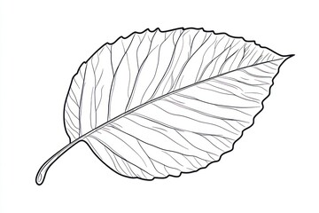 Detailed Line Drawing of a Leaf, Botanical Illustration, White Background, Educational Use