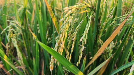 Close-Up of Ripening Rice Grains in the Field