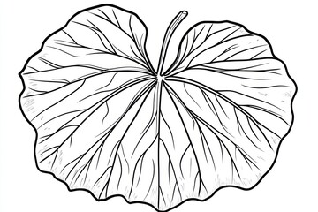 Fototapeta premium Detailed line drawing of a large leaf, isolated on white background; botanical illustration