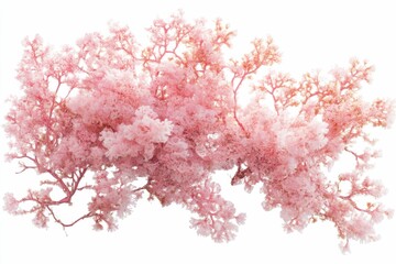 Fototapeta premium Irish Moss Carrageen Seaweed. Pink Flower Blossom in Nature, Isolated on White Background