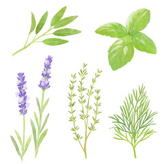 ハーブのイラスト