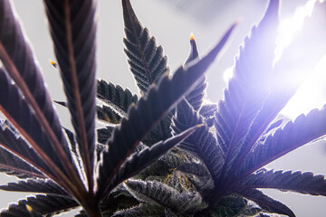 Lava Cake Cannabis Plant Cola Underside, Flare