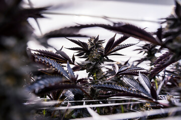 Lava Cake Cannabis Plant Fan Leaf Arch