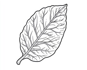 Detailed tobacco leaf illustration, isolated on white, for educational use