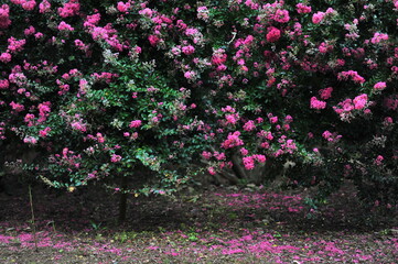 flowers in the garden