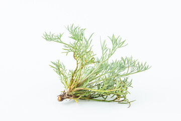 Fresh Chinese herbal medicine - Artemisia capillaris on white background