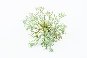 Fresh Chinese herbal medicine - Artemisia capillaris on white background