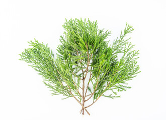 Green thuja branches on white background