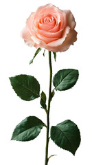 pink rose, realistic texture