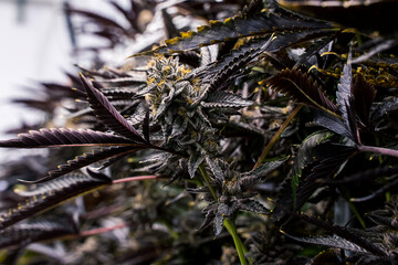 Lava Cake Cannabis Plant Lower Side Cola