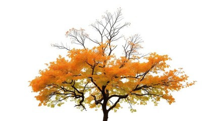 Fototapeta premium A lone deciduous tree, branches reaching skyward, isolated on pure white, peaceful, spring