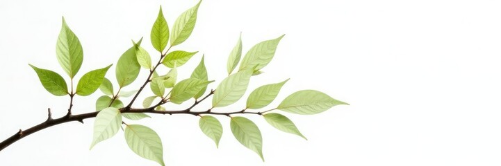 Fototapeta premium Delicate branches with leaves isolated on white background, closeup, branch