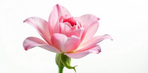 Obraz premium Delicate flower petals unfurl on white background, natural, leaves, stem