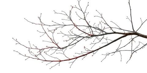 Obraz premium Delicate, intertwined branches isolated on pure white , visual, natural