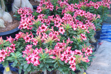Blooming Desert Roses (Adenium obesum) in Pots