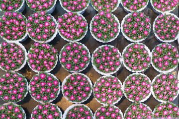 Anacampseros rufescens Succulent with Pink Rosettes
