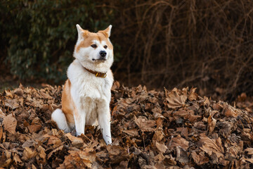akita inu dog sitting calmly in autumn leaves with bushes in the background