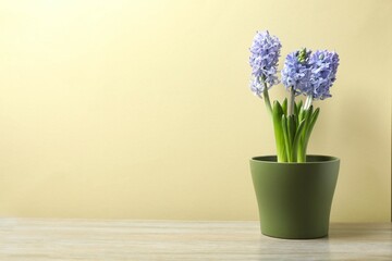 Beautiful hyacinth on the table