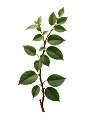 Green Leafy Plant Branch on Transparent Background