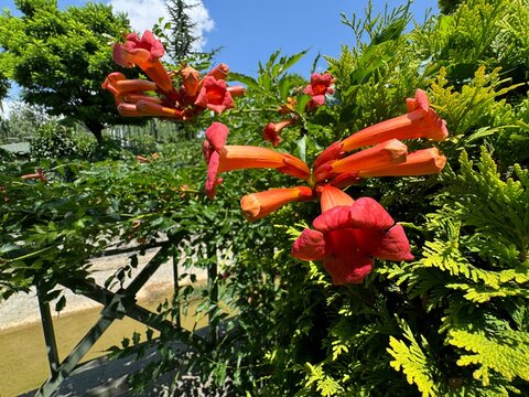Orange ivy flower campsis radicans. Close-up. Campsis flowers on a background of green leaves. Trumpet vine or trumpet creeper, persian trumpet flower, cow-itch vine or hummingbird vine.
 - Powered by Adobe