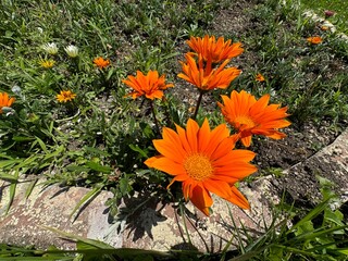 Colorful flower Gazania rigens. Close up of gazania rigens orange flowers. Gazania rigens (syn. G. splendens), called treasure flower, is a species of flowering plant in the family Asteraceae.

