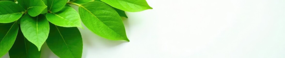 Obraz premium Lush green leaves unfolding on a pristine white surface, nature, texture, white background
