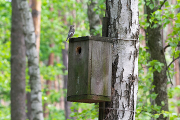 A bird sits on an old birdhouse in a tree