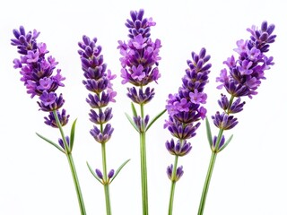 Naklejka premium Three Isolated Purple Lavender Flower Stems on White Background - Panoramic Stock Photo
