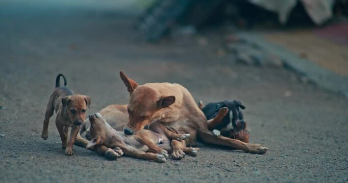 Street Mama Dog and Her Playful Little Puppy