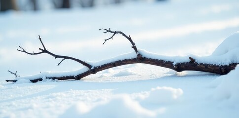 Twisted branches lying on a snowy white surface, winter, twig
