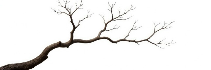 Fototapeta premium Twisted tree branch on white background isolated, nature, bare, minimalist